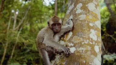 Yeşilliklerle çevrili bir ağaç gövdesine tünemiş bir maymun merakla kameraya bakıyor.
