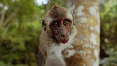 Meraklı bir maymun, bir ağaç gövdesine tutunur, kameraya uzanır ve meraklı bir ifadeyle ona doğru uzanır.