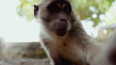 Sevimli vahşi bir maymun, ilginç bir şekilde kameraya bakar, etkileyici gözleri ve detaylı kürkü yakın plan çekimde yakalanır.