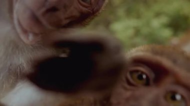 Meraklı maymunların gün ışığında doğal ortamlarında eğlenerek etkileşim kurdukları ve keşfettikleri yakın çekim görüntüleri.