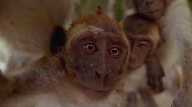 Yaramaz maymunlar kameranın lensine dokunarak eğlenceli ve etkileşimli bir an yaratıyorlar.