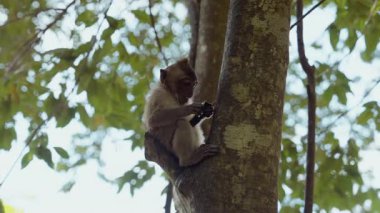 Vahşi bir maymun ağaç dalına oturmuş, doğal ortamında tatlı bir karpuz atıştırmasının keyfini çıkarıyor.