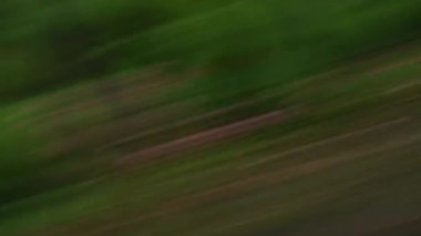 Hızlı kamera hareketi ağaçlardan ve otlardan oluşan çarpıcı bir bulanıklık yaratır doğal manzarayı çizgilerin ve renklerin dinamik hareketine dönüştürür.