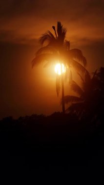Palmiye ağacının yumuşak salınımının arkasındaki altın günbatımının sakin bir görüntüsü, barışçıl bir tropikal ortam yaratıyor.