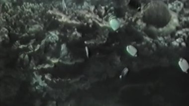 Bir sualtı sahnesinde çeşitli rengarenk mercanlar ve çeşitli mercan oluşumları arasında yüzen bir balık sürüsü vardır. Hepsi de akvaryumdaki mercan resifinin bir parçasıymış gibi görünmektedir.