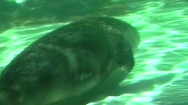 Analog bir video, koyu renkli bir deniz aslanının açık yeşil renkli bir su, açık renkli bir taban ve arka planda görünen koyu renkli kayalar ile büyük bir akvaryumda yüzerken bulanık bir görüntüsünü yakalar.
