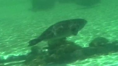 Bir deniz aslanı yeşil renkli suyla bir akvaryumda yüzerken yakalanır, zarif bir şekilde yüzeye doğru hareket ederken kumlu taban, dağınık kayalar ve karanlık sualtı oluşumları görülebilir.