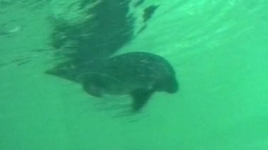 Deniz aslanı, su yüzeyinin hemen altında yeşil renkli suyla bir akvaryumda yüzerken yakalanır ve yukarıda dalgalanmalar yaratır. Arka planda başka bir deniz aslanı ise daha derin akvaryumlarda yüzer.