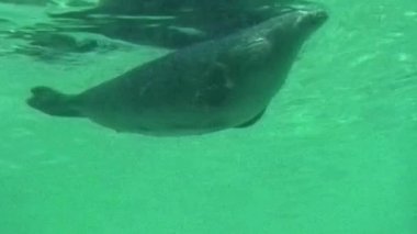 Pürüzsüz bir vücudu ve görünen yüzgeçleri olan aerodinamik bir deniz aslanı berrak, yeşil sularda zarafetle yüzer.