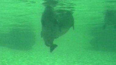 Bir akvaryum sergisi sualtı görüntüsünde yeşilimsi suda yüzen çok sayıda deniz aslanı görülüyor, biri önde, diğeri ise arka planda kısmen görülebiliyor.