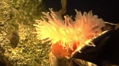 Bir analog video, soluk, dokunaçlı deniz şakayıklarından oluşan bir küme sıcak turuncu bir tonda parlarken, desenli, soluk yeşil bir kaya oluşumunun etrafında toplanır.