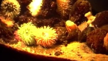 Bir akvaryum, kayalık oluşumlara bağlı yeşil, pembe ve turuncu tonlarda deniz şakayıklarının sıcak, altın bir parıltıyla aydınlatıldığı canlı bir sualtı sahnesi sergiliyor.