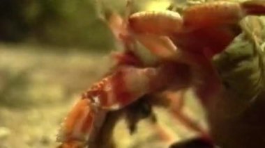 Akvaryumdaki münzevi yengeç, kırmızımsı turuncu kabuğunu sergiliyor ve bitkiler ve kayalar arka planda doğal görünen sualtı sahnesini oluştururken uzun, cılız bacaklarını sergiliyor.