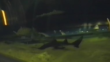 Karanlık sualtı ortamına sahip büyük bir akvaryumda arka planda çeşitli balıklar arasında yüzen büyük köpekbalıkları sergilenirken, eğri büğrü cam tünel ziyaretçilere su yaşamını gözlemleme olanağı sağlıyor.