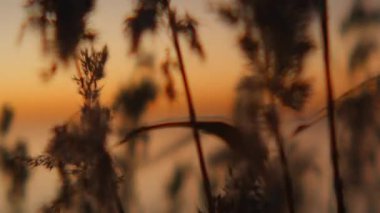 Uzun kamış otlarının siluetli şekillerinin arkasında altın rengi bir günbatımı parlıyor. Huzurlu ve huzurlu bir atmosfer yaratıyor.