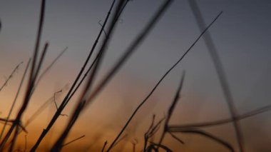 Çimen siluetleri rüzgarda hafifçe sallanıyor, kararmış bir akşam gökyüzünün yumuşak, solgun renklerine karşı kuruluyor