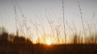 Kuru otlar keskin bir siluette duruyor, gün batımının parlak ufkuna hafifçe sallanıyorlar, ılık, altın bir ışıkla banyo yapıyorlar.