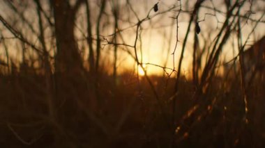 Yumuşak, bulanık altın gün batımına karşı yapraksız dallardan oluşan çarpıcı bir siluet huzur verici bir sahne yaratıyor.