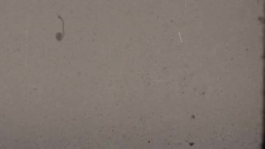 Sıkıntılı bir açık film, koyu lekeler, lekeler ve çizikler ile 8mm biçiminde çirkin bir dokuya sahipken, karanlıktan aydınlığa değişen değişimler