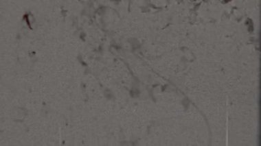 Narin bir ışıkla gösterilen 8 mm 'lik bir film, toz zerreleri ve çerçeveye saçılmış ince çizikler gibi gözle görülür kusurlarla vurgulanan tahıl ve dokunun ince bir etkileşimini sergiliyor.