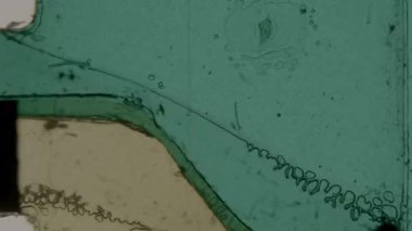 Gerçekçi bir 8 mm film efekti belirgin bir yatay çizik, yumuşak bir ışık dokusu, görünür tahıl, yuvarlak köşeler ve analog filmin otantik görünümünü yakalayan çıkıntılı delikler içerir.