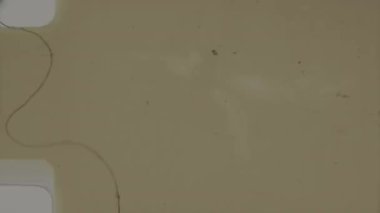 İnce ışık sızıntıları ve klasik sinemanın zamansız cazibesini yakalayan klasik dokusuyla bezenmiş nazik ve çok yönlü bir film tahılı.