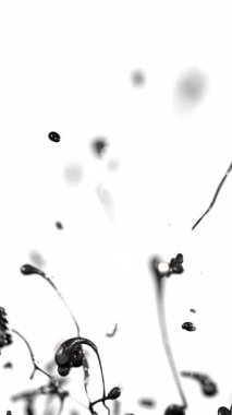 Ağır çekimde siyah akrilik boya patlaması el değmemiş beyaz bir zemine çarpar.