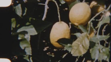 Bir ağaç dalından sarkan olgun limonların yakın plan çekimi, güneş ışığıyla yıkanmış, meyvenin canlı ferahlığını yakalıyor.