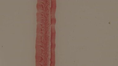 Hafifçe kumlu, klasik tonlu bir klipte yumuşak bej arka plana karşı bir dizi desenli, organik formlar ortaya çıkar, karmaşık desenler ve ek metinler içeren dikey bir bant içerir.