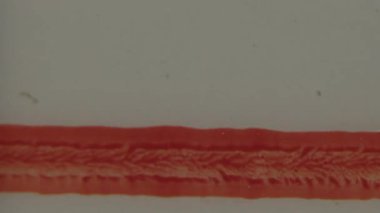 Bu klip, 8 mm 'lik bir film şeridinin dokusunu vurguluyor. Altında yatay olarak uzanan kırmızı bir şerit ve film tahıllarıyla birlikte kırmızı bir metin dizisi var.