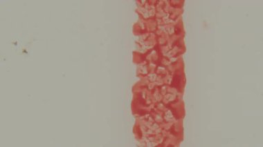 8 mm 'lik bir film öncesi klipte koyu kırmızı organik desenlerden oluşan çarpıcı dikey bir şerit ve dağınık kırmızı lekeli soluk, dokulu bir arka plana karşı kalın harfler sergileniyor.