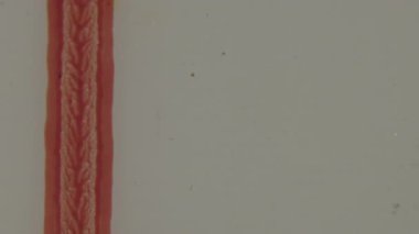 Akan, dokulu kırmızımsı pembe bir bandın detaylı bir çekimi ve organik yüzey ve ince renk değişikliklerinin antika analog filmin nostaljik hissini uyandırdığı 8 mm 'lik bir film şeridi üzerindeki metin.