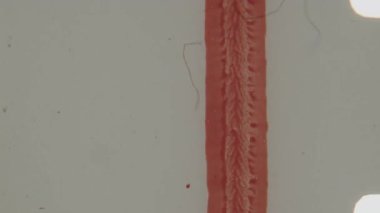 8mm 'lik bir filmin akış metninin ve dikey çizgilerinin yakın plan çekimi, koyu kırmızımsı renkler ile dokulu beyaz bir arkaplan, ince çizikler, düz olmayan pozlama