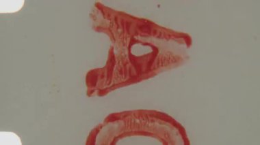 Görsel emülsiyon dokusu hafif tahıl ve renk varyasyonlarını gösteren, 8 mm 'lik bir filmin ön rulosundan alınan, nötr bir arkaplan üzerinde koyu kırmızı bir dikey çizgi ve metin görünür.