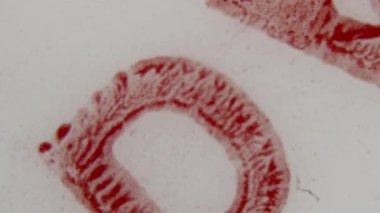 Çarpıcı çapraz kırmızı çizgi ve metin akışı 8 mm 'lik ön rulo klipsi boyunca hafif, sessiz arka plan, hafif aşınmış dokusu görünür tahıl ve kusurlu