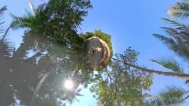 Tropikal orman scooter 'ı, yoğun yeşillik ve açık gökyüzü ile çevrili, 360 kişi tarafından yakalanmış, canlı bir keşif ve özgürlük hissi yaratıyor.