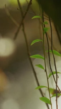 Arka planda hafif bokeh parıltısı olan, narin asılı bir yaprak yakın plan