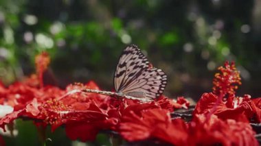 Zarif bir kağıt uçurtma kelebeği, yemyeşil yeşilliklerin çerçevelediği canlı kırmızı bir amber çiçeğinin üzerinde durmaktadır.