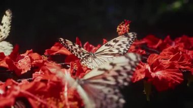 Narin pirinç kelebekleri güneş ışığında sıcacık parlayan parlak kırmızı amber çiçekleri üzerinde dinlenirler.