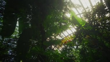 Doğal ışıkla yıkanmış, bereketli bitkiler ve kelebeklerle dolu huzurlu bir kelebek barınağı.