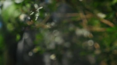 Huzurlu bir kelebek habitatı. Etrafı yumuşak bulanık bitkilerle çevrili. Huzurlu ve rahatlatıcı bir atmosfer yaratan yumuşak bir şelale var.