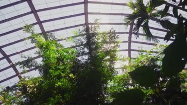 Canlı, dingin yeşil bir sera kelebeklerin havada zarif bir şekilde çırpınışlarıyla huzurlu ve büyüleyici bir atmosfer yaratıyor.