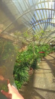 POV canlı kelebekleri canlı bir telefonla kapalı bir konservatuvarda yakalıyor.