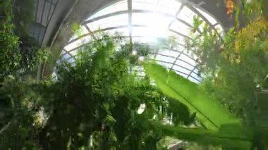 Titreyen kelebeklerin hafifçe havada çırpındığı bir cam ev konservatuarının içindeki yemyeşil tropikal bitkilere bakan huzurlu bir manzara.