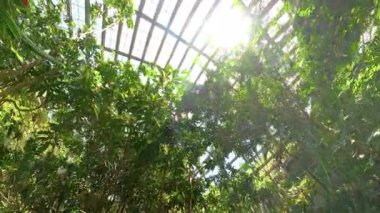 Zarif kelebekler, güneşli bir cam ev konservatuarının içindeki gür, canlı bitkiler arasında nazikçe çırpınarak dingin ve hayat dolu bir cennet yaratırlar.