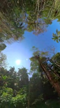 Parlak gündüz 360 derece panoramik manzaralı canlı bir vahşi orman, yemyeşil yeşillikler, çeşitli bitkiler ve canlı doğal güzellikler sergiliyor.