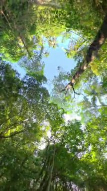 360 derecelik canlı bir tropikal orman manzarası, yemyeşil yapraklar ve ağaçların arasından süzülen yumuşak güneş ışığını sergiliyor.