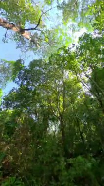 Bereketli bir tropikal ormanın 360 derecelik parlak gündüz manzarası, uzun ağaç gövdeleri ve yoğun, yapraklı bir tepe örtüsü.