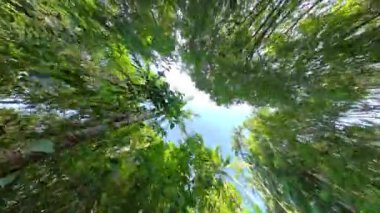 Geniş mavi gökyüzünün altında, ince orman ağaçlarının arasından süzülen, doğanın barışçıl güzelliğini yakalayan, güneş ışığının sakin bir görüntüsü.