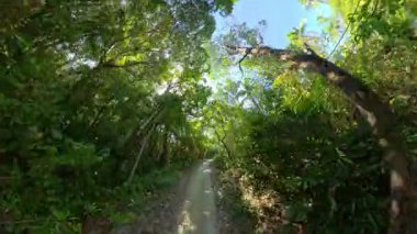 Serin bir orman manzarasının çarpıcı 360 derece manzarası yemyeşil yemyeşil ile çevrili huzurlu bir doğa yolu boyunca uzanır.